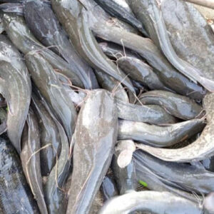 Cat Fish