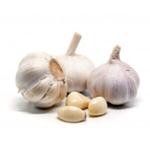 Garlic