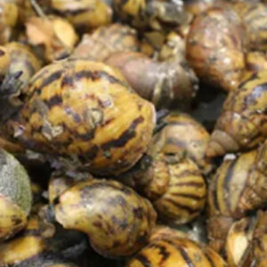 Snail