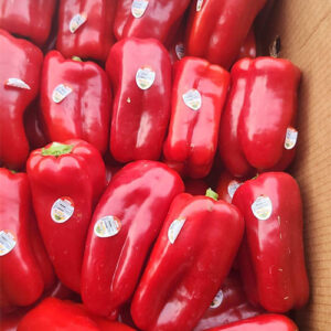 Fresh Pepper